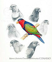 MAPM0986 Familia Psittaculidae.jpg