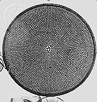 DUHB0132 Coscinodiscus asteromphalus.png