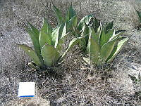 OTVBK029 0281 Agave salmiana.jpg