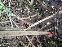UM001 0061 Rhizophora mangle.jpg