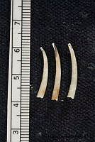 KT014 0134 Rhabdus rectius.JPG