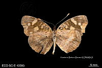 ME006 Entomo SCLC 0188 Anthanassa drusilla lelex.jpg