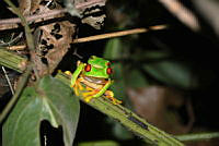 LAMH026 Agalychnis callidryas.jpg