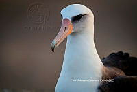 IDG Nat 0040 Phoebastria immutabilis.jpg