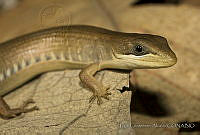 ECA0076 Gerrhonotus liocephalus.jpg