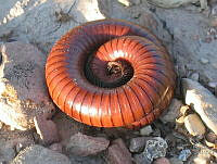 JFAC01 Diplopoda.jpg
