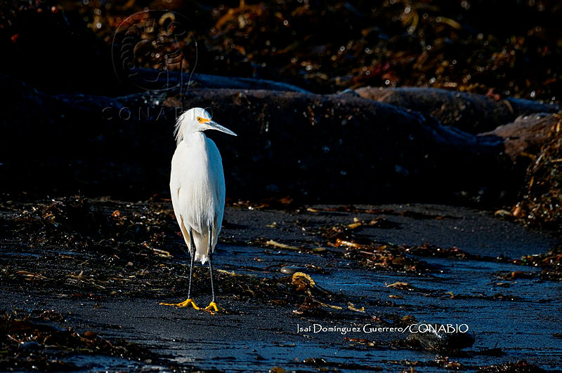 Egretta thula