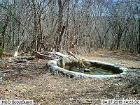 MAGB 0104 Canis latrans.JPG