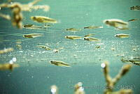 CHH0030 Cyprinella xanthicara.jpg