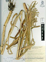 YPH4129 Zea mays ssp. mexicana.jpg
