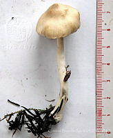 CBA0337 Inocybe sp..JPG