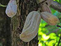 3R 00928 Parmentiera edulis.jpg