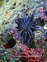 NBA0064 Echinometra vanbrunti.JPG