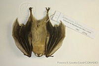 FXGC0249 Sturnira lilium.jpg