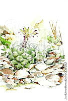 JMRM0016 Turbinicarpus pseudomacrochele.jpg