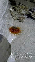 LCF0396 Limidae.jpg