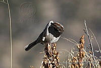 IMDOC0393 Oriturus superciliosus.jpg