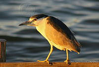 VOAP0083 Nycticorax nycticorax.jpg