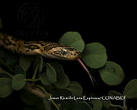 MN6F0306 Trimorphodon biscutatus.jpg