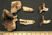 RGO0123 Russula grata.JPG