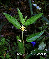 JF078 0309 Corchorus siliquosus.jpg