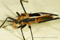 MASM04944 Hemiptera.jpg