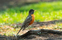 SM0657 Turdus migratorius.jpg