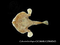 CICIMAR0561 Zalieutes elater.jpg
