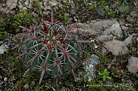 LRP1228 Ferocactus recurvus.jpg