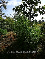 RG016 0629 Acacia.jpg