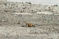 QE005 0026 Cynomys mexicanus.jpg
