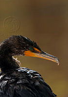 20. Cormorán (Phalacrocorax auritus)_MiguelASicilia.jpg