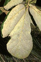 MDLLPG0140 Quercus rugosa.jpg