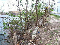 SCB0005 Rhizophora mangle.jpg
