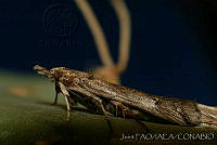 OIEA0011 Cactoblastis cactorum.jpg