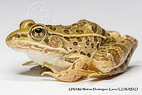 PJ016 0248 Lithobates spectabilis.JPG