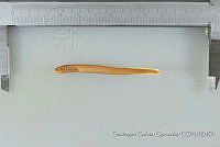 SGQ2745 Tetrapleurodon geminis.jpg