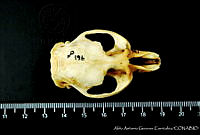 AAGC0142 Ondatra zibethicus.jpg