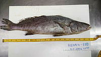 RE006 0043 Totoaba.tif