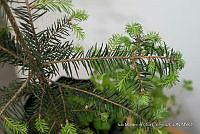 IMDOC 4814 Abies religiosa.jpg