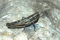 FMB0009 Opeia obscura.jpg