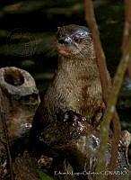 ELC0099 Lontra longicaudis.jpg