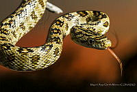 MASM07431 Senticolis triaspis.jpg