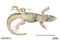 ME006 rep 0001 Ctenosaura oaxacana - Köhler & Hasbun, 2001.jpg