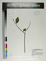 JAdNV0529 Euphorbia tithymaloides.JPG