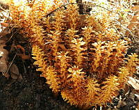 LEFR02 Conopholis alpina.jpg