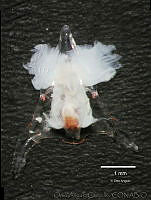 OAC0059 Cavoliniidae, Diacavolinia longirostris.jpg