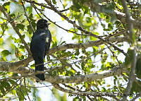 AAKVDH 0167 Trogon citreolus.JPG