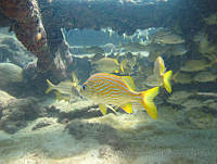 VDLCF0856 Haemulon flavolineatum.jpg