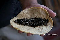 3R00693 Atta mexicana, Zea mays.jpg